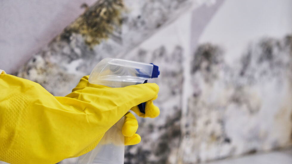 Gloved hand cleaning mold from a wall