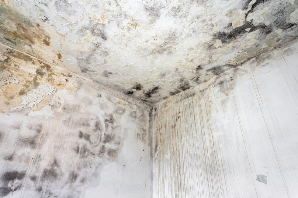 Mold and water damage on an interior wall